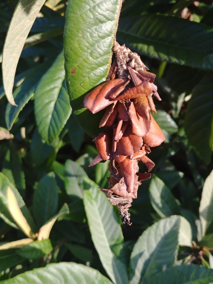 insect cocoon on a loquat tree