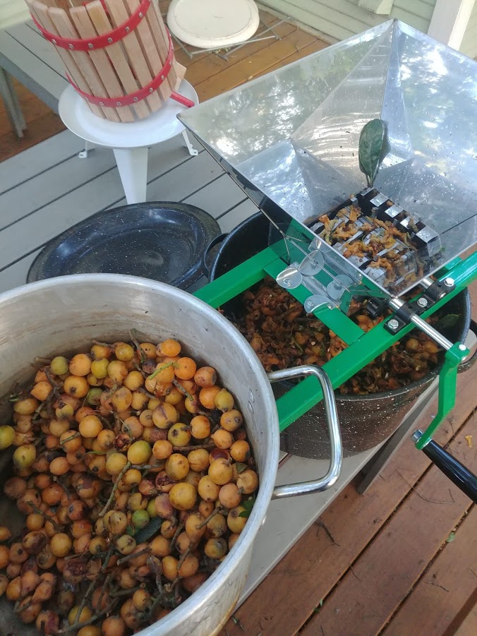 pot of loquats, fruit crusher, and a mini wine press