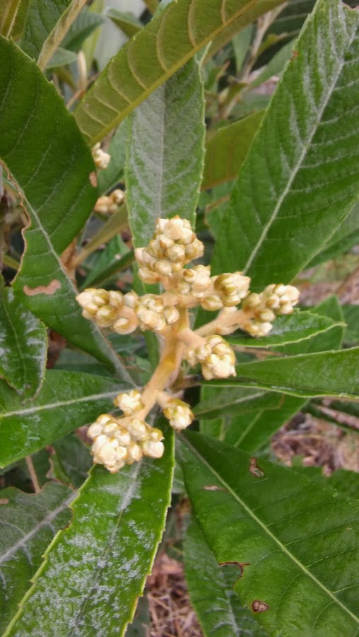 fall loquat flowers budding