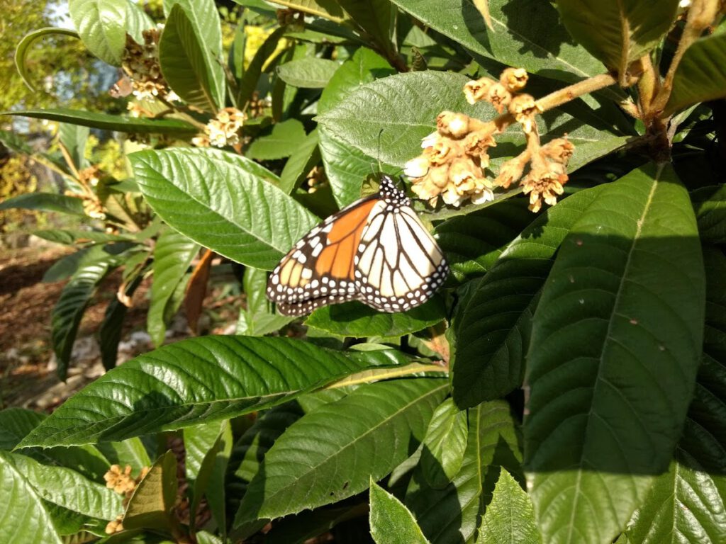 monarch butterfly drinks of the loquat flower's nectar