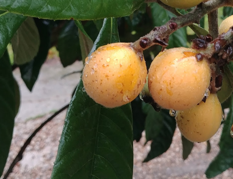 wet and glistening loquats. so sultry. 